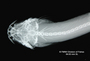 Scleronema operculatum FMNH 58080 holo dvh x